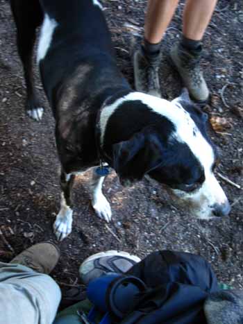 Radar and Carley: Good trail dogs.